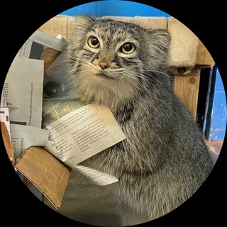Telegram group profile photo for streetflams31 чат