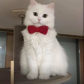 Telegram profile photo for Qizlar uchun mushuklar rasimlar