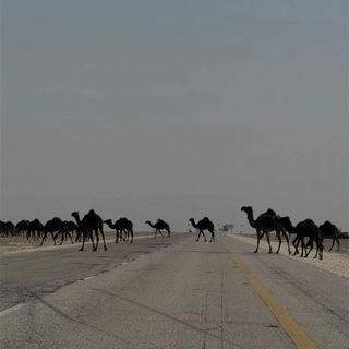 Telegram profile photo for غْـــريّـب