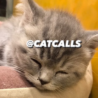Telegram profile photo for Cat Calls