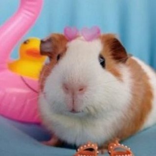 Telegram profile photo for СМЕШНЫЕ ЖИВОТНЫЕ