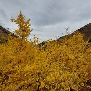 Telegram profile photo for صعود های ورزشی
