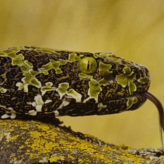 Telegram profile photo for Snakes, a kaleidoscope ๐๐๐