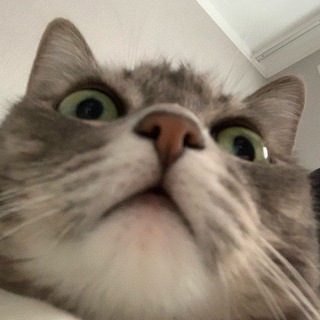 Telegram profile photo for кошка ваще норм
