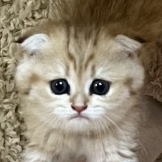 Telegram profile photo for Цирикот и Лиякот