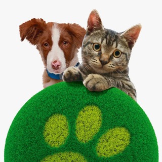 Telegram profile photo for Кошкин Дом - Фонд Всем Миром