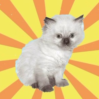 Telegram profile photo for котята и мудрые мысли 💭
