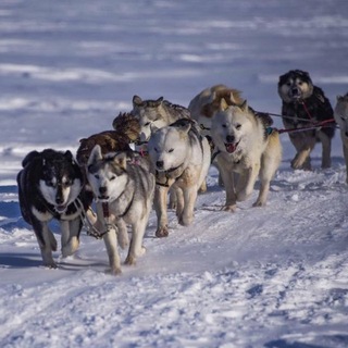Telegram profile photo for 🐕🦺Свора Ездовых