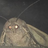 Telegram profile photo for MOTH VERIFY