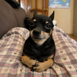 Telegram profile photo for Mr. Nonchalant