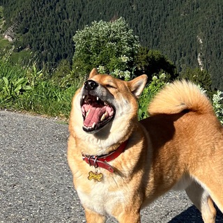 Telegram profile photo for Shad’s Mental Breakdown