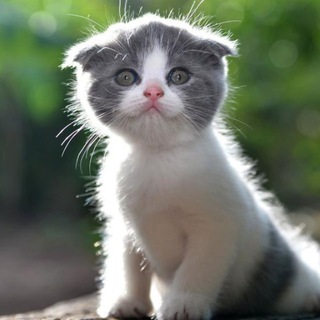 Telegram profile photo for Домашние зверюги