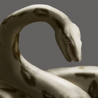 Telegram profile photo for Snakes, Dragons, and Everything Nice