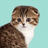 Telegram profile photo for Коты и всё про них