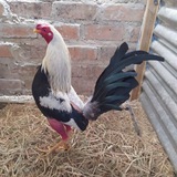 Telegram profile photo for Galpon rojo.... Casa blanca
