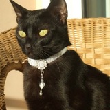Telegram profile photo for Collar
