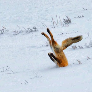 Telegram profile photo for Ой, не мамкай!