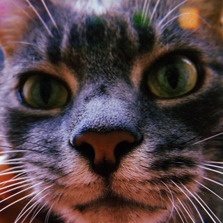 Telegram profile photo for Василь the cat