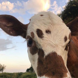 Telegram profile photo for реклама | «я»