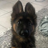 Telegram profile photo for Help blog | in lolofd shp