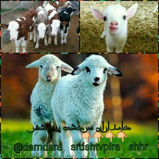 Telegram profile photo for دامداران سردشت وپیرانشهر