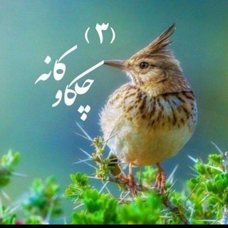 Telegram profile photo for چکاوکانه ۳