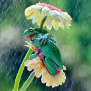 Telegram profile photo for 🌷Unverblümt 🌺