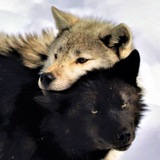Telegram profile photo for مِریشِلی.