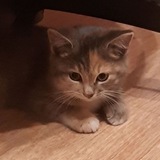 Telegram profile photo for Мышка дришка
