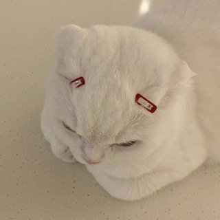 Telegram profile photo for котофейня