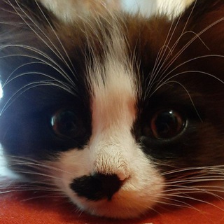 Telegram profile photo for ZigoKot
