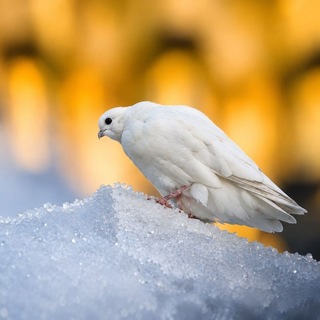 Telegram profile photo for زيـنب الكُبرى