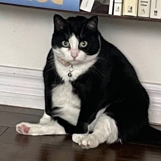 Telegram profile photo for Mimoo News