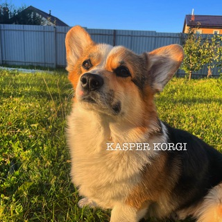 Telegram profile photo for 𝗞𝗔𝗦𝗣𝗘𝗥 𝗞𝗢𝗥𝗚𝗜