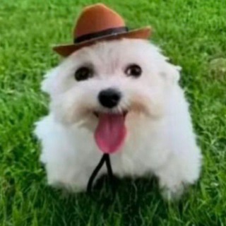 Telegram profile photo for Гаддэм