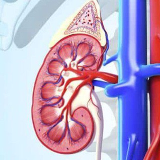 Telegram profile photo for Kidney Disease Treatment 00Kidney
