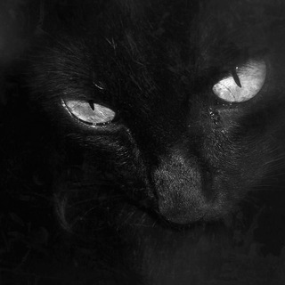 Telegram profile photo for Квшники не любят . .