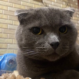 Telegram profile photo for Команда девственниц