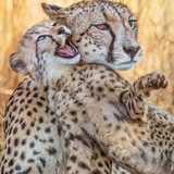Telegram profile photo for از این آرشیوا و این صوبتا...