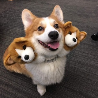 Telegram profile photo for Хамовники_DOGS