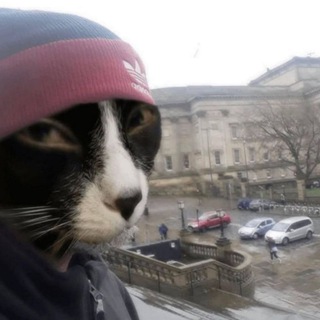 Telegram profile photo for “Cat of wall street”