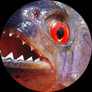 Telegram profile photo for pyranya wrld