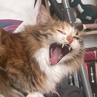 Telegram profile photo for ШАКАЛ