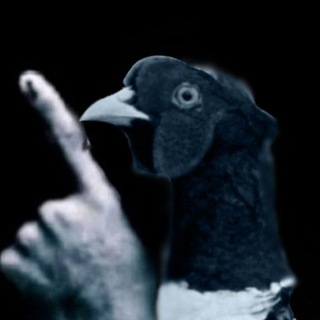 Telegram profile photo for Дикі Фазани