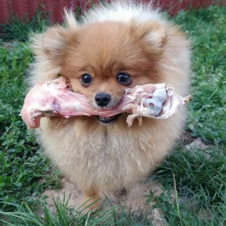 Telegram profile photo for НАТУРАЛЬНОЕ ПРАВИЛЬНОЕ ПИТАНИЕ СОБАК И КОШЕК