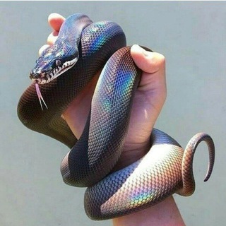 Telegram profile photo for School Python html