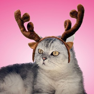 Telegram profile photo for Отзывы и результаты 🎉 soft ege