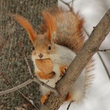 Telegram profile photo for Беличьи ссылки