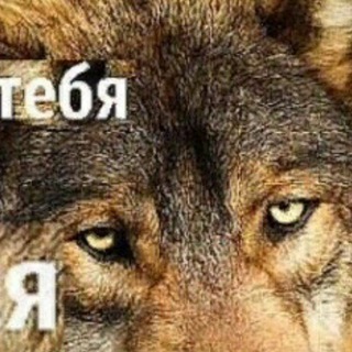 Telegram profile photo for никогда у тебя сил нет сдавайся