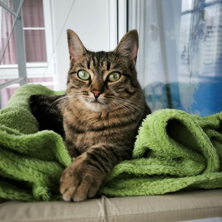 Telegram profile photo for В гостях у Банши🐱